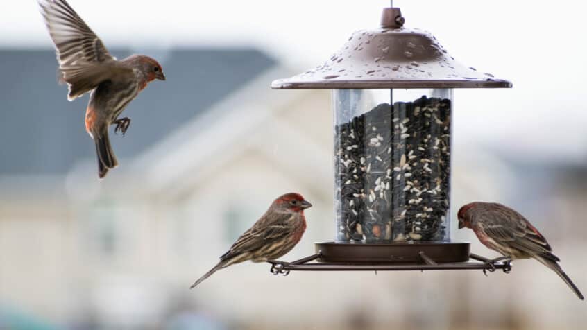 Two house finches feed at a bird feeder with one in flight