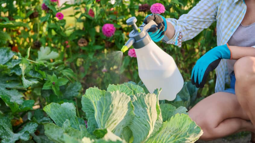 Woman spraying a large green cabbage to control pests