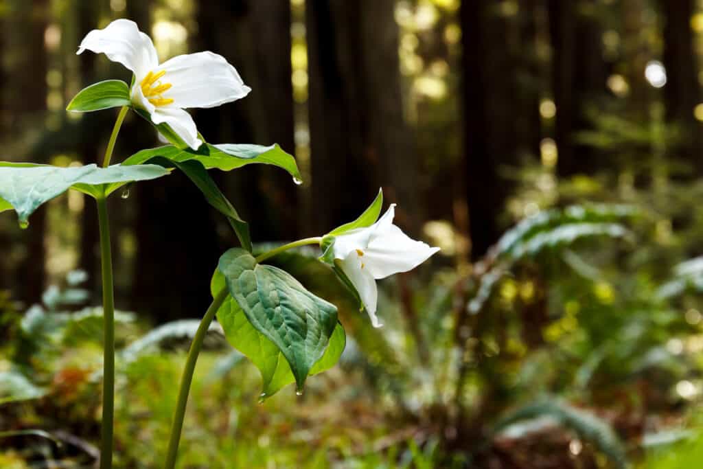 White trillium (Trillium ovatum), a spring wildflower