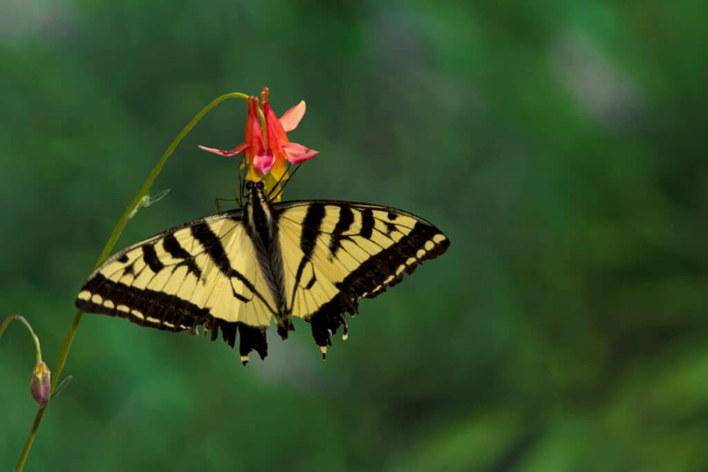 BC Native Plants: Western Tiger Swallowtail Butterfly (Papilio rutulus) Sipping Nectar from columbine flower