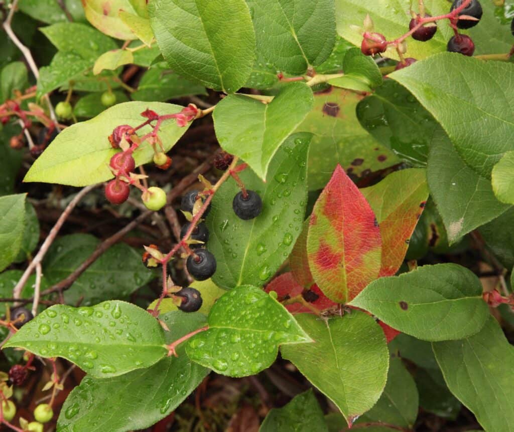 BC Native plants: Salal (Gaultheria shallon) leaves and berries