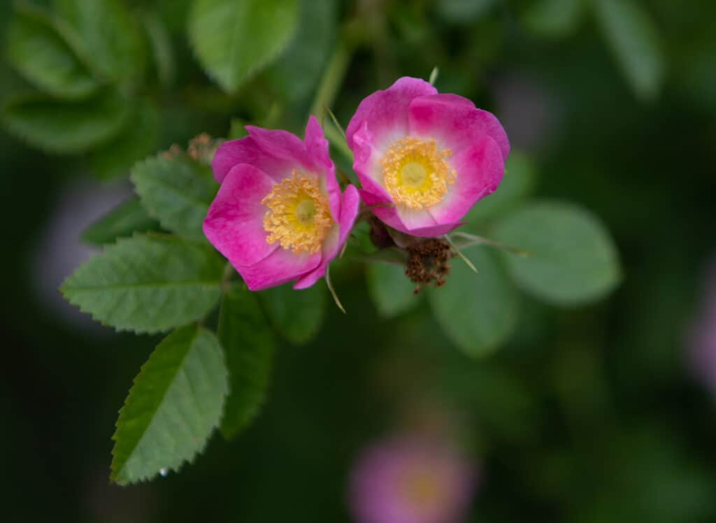 A shallow focus of pink Nootka rose flowers with green blurred 