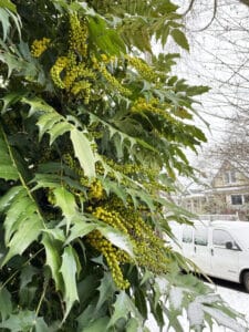 Mahonia shrub in the snow