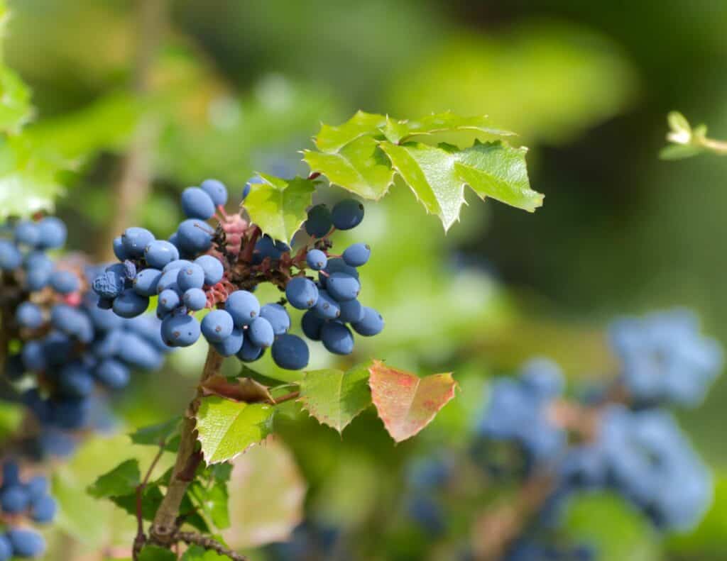 Berries of Tall Oregon Grape (Mahonia aquifolium)