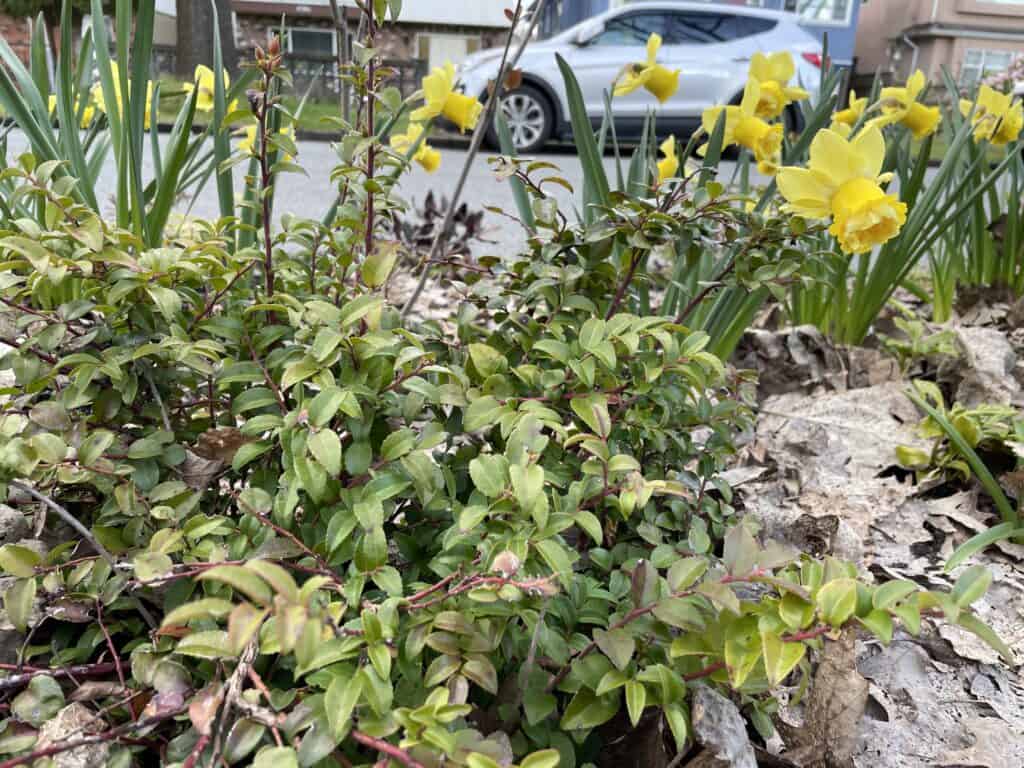 Evergreen huckleberry, a BC Native plant with small glossy leaves, appears with daffodils in a boulevard garden planting