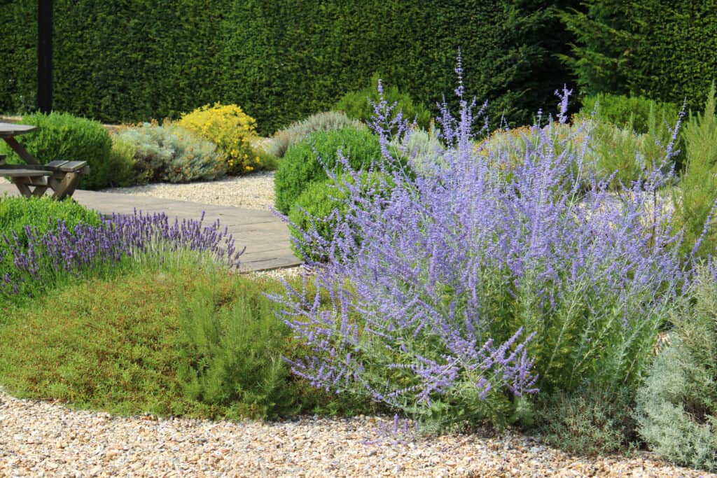 Photo showing an ornamental scree / gravel garden within a park, with a neatly clipped yew tree hedge forming a boundary to the garden. The grounds are softened with herbaceous plants, evergreen shrubs and seasonal flowers, including bushes of Perovskia 'Blue Spire'.