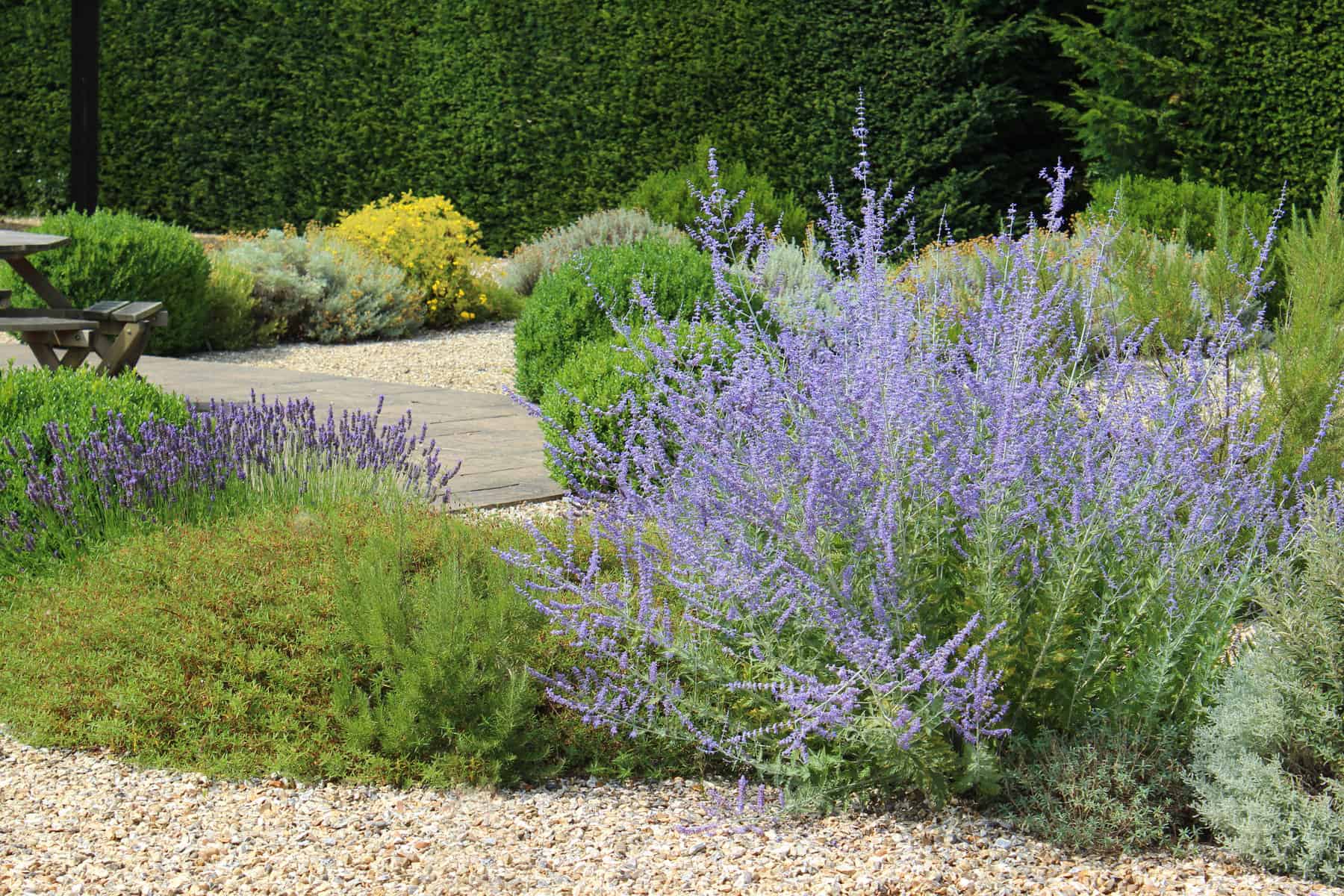Featured image for “13 Favourite Plants for Creating Drought Tolerant Gardens”