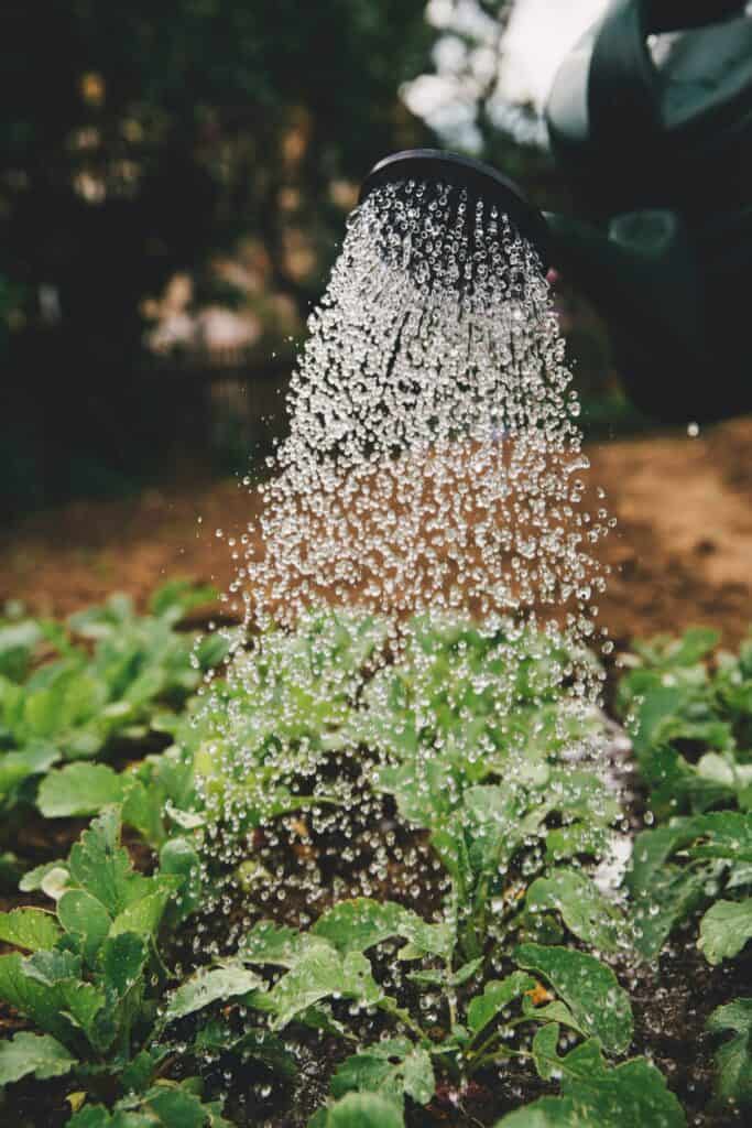 Water falling from a watering can, depicting how to reduce water use in the garden