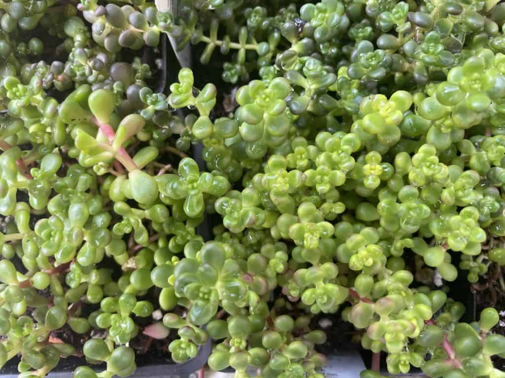 A close-up of a green succulent ground cover plant, useful in creating drought tolerant gardens