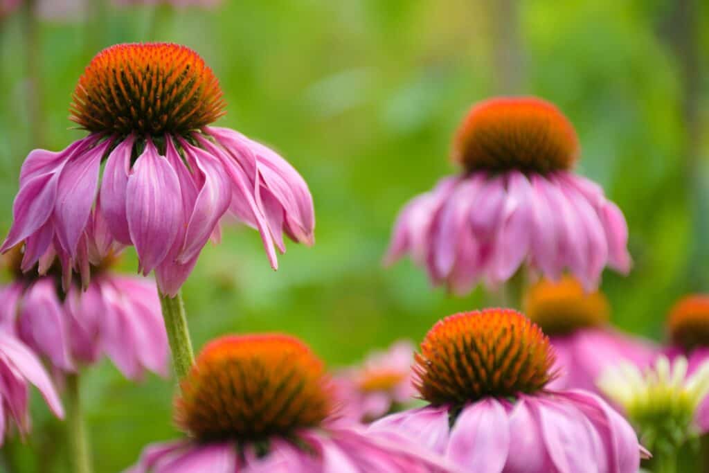 Echinacea blooms in pink and orange are useful in creating drought tolerant gardens