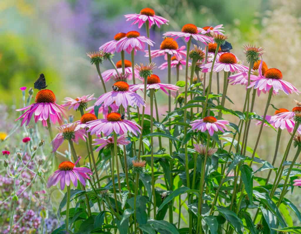 Pollinator gardening with echinacea and salvia