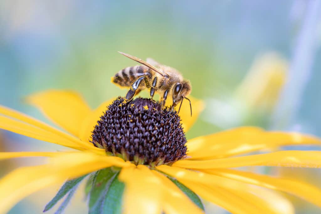 Bee - Apis mellifera - pollinates coneflower - Rudbeckia subtomentosa