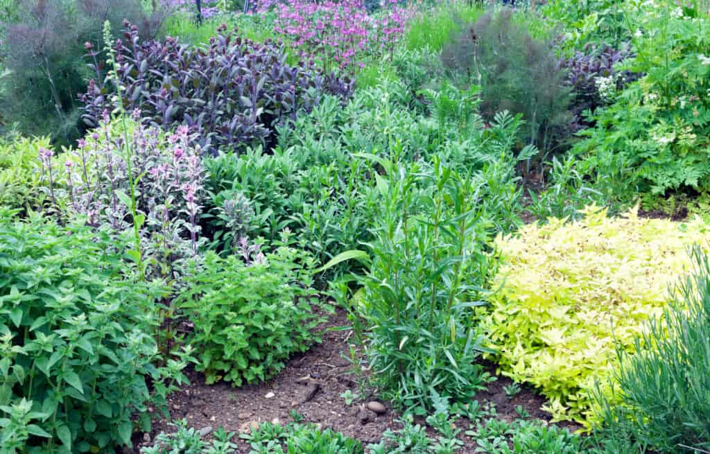 Aromatic herb garden with purple sage, thyme, rosemary, lavender, fennel and pink flowers