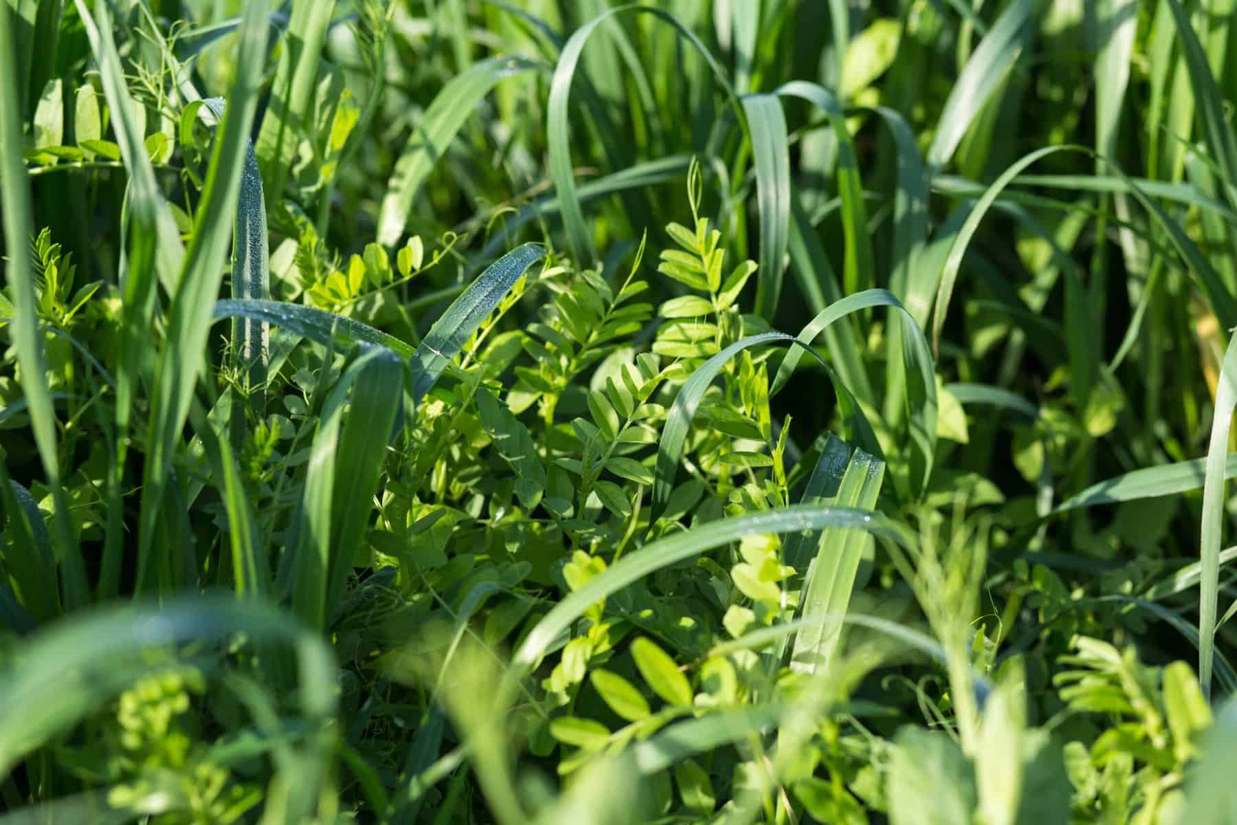 Featured image for “Nurturing Nature: Enhancing Your Garden with Winter Cover Crops”