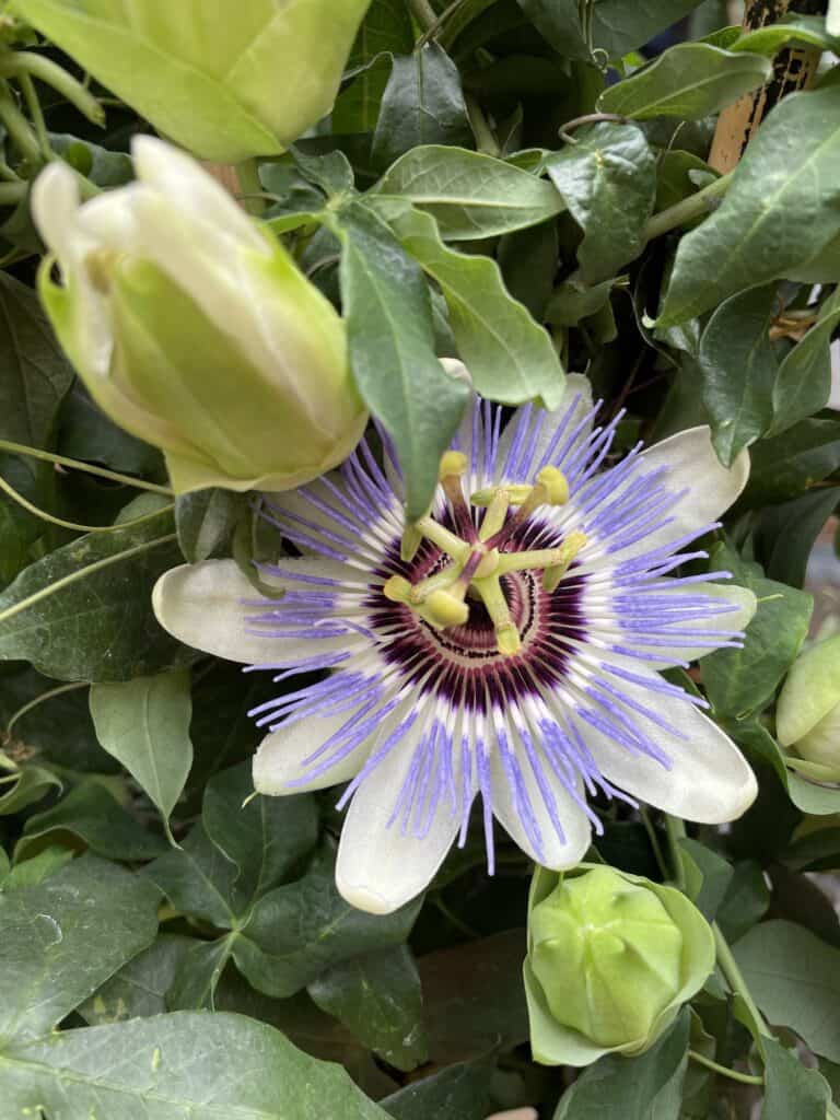 A close up of a passionflower flower