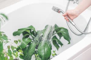 A houseplant in a white bathtub is sprayed with a handheld shower