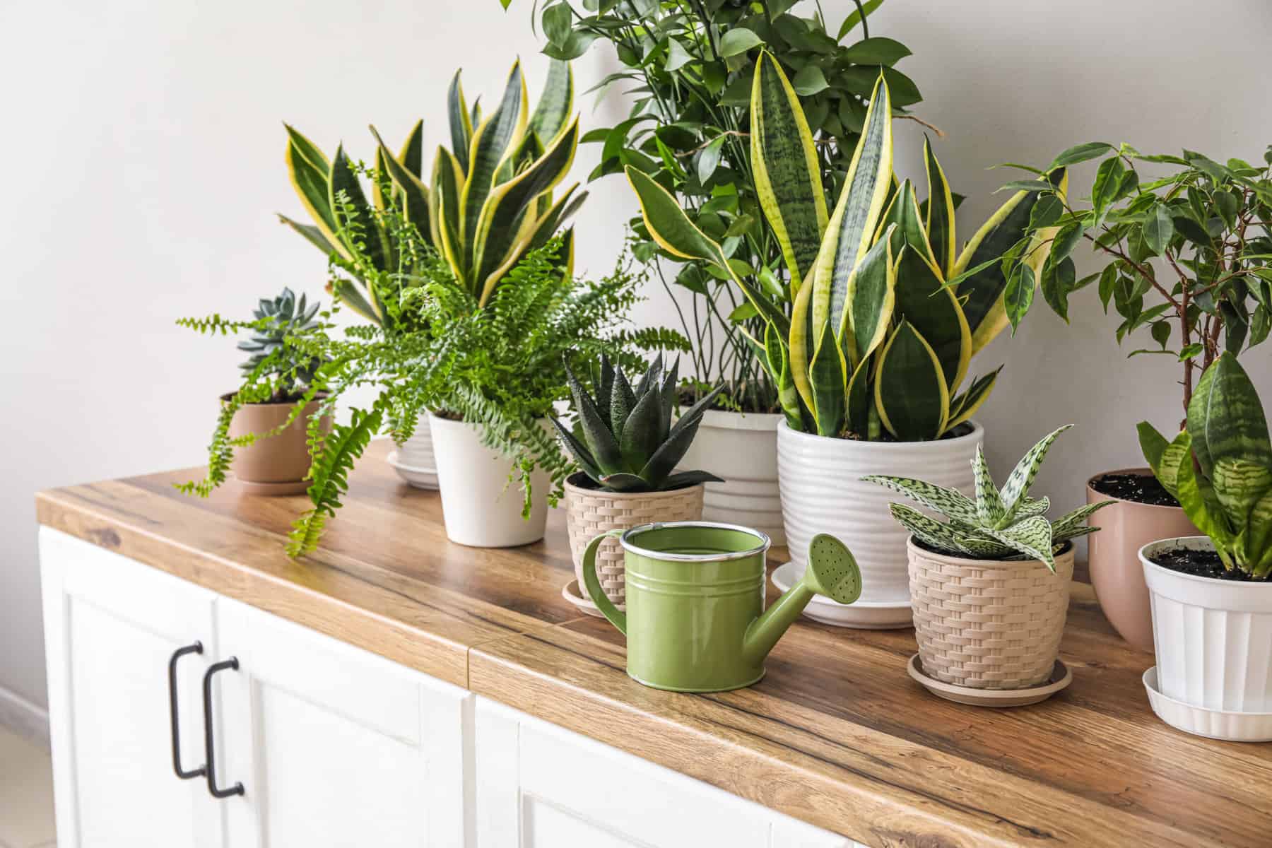 Featured image for “Winter Houseplant Care: Transitioning Houseplants Indoors and Caring for them During the Cold Months”