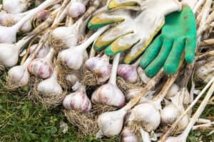 A pile of recently-pulled garlic plants with a soiled pair of green gardening gloves.