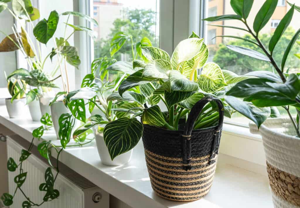 Tropical plants on a bright window ledge