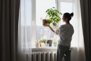 Young woman taking care of green house plants at home. Millennial person holding potted plant. Gardening urban jungle hobby.