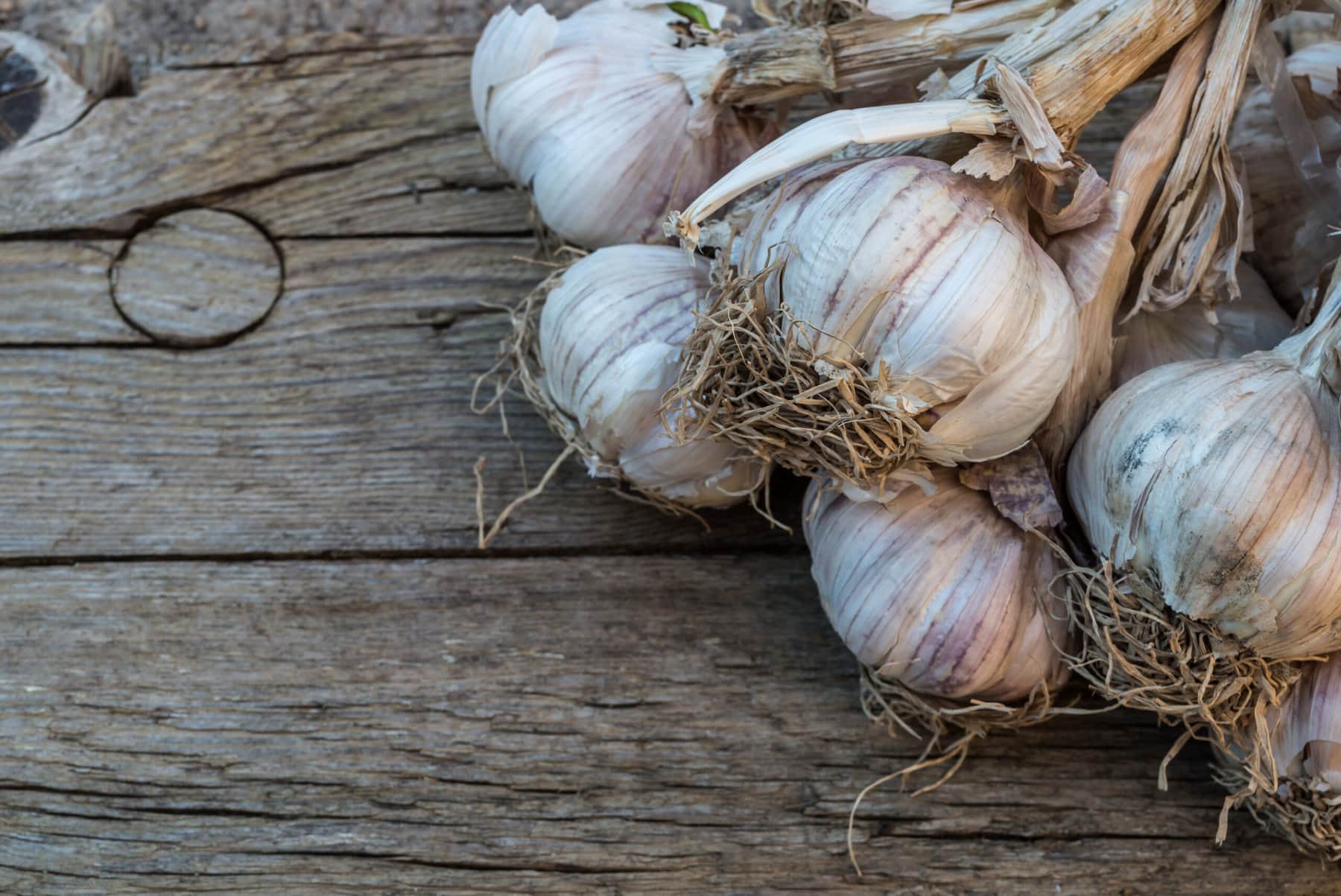 Featured image for “A Garlic Lover’s Guide to Choosing and Cultivating Garlic Varieties”