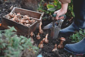 Woman planting spring flowering bulbs in a garden in the fall using bulb planting tool