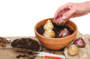 A hand holding a hyacinth bulb, about to plant it in a shallow container along side other hyacinth bulbs for forcing