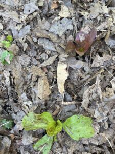 Crushed oak leaves used as a mulch around radicchio seedlings in a garden