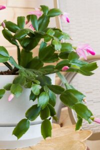 Christmas cactus, a epiphyte house plant, in flower