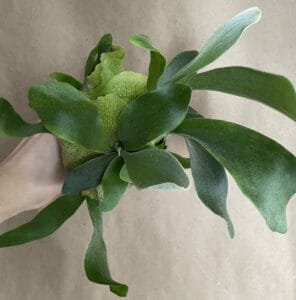 A small staghorn fern in a pot on a brown background