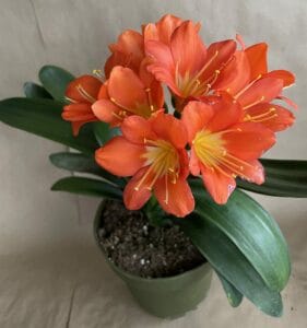An orange-flowered clivia in a green pot on a brown background