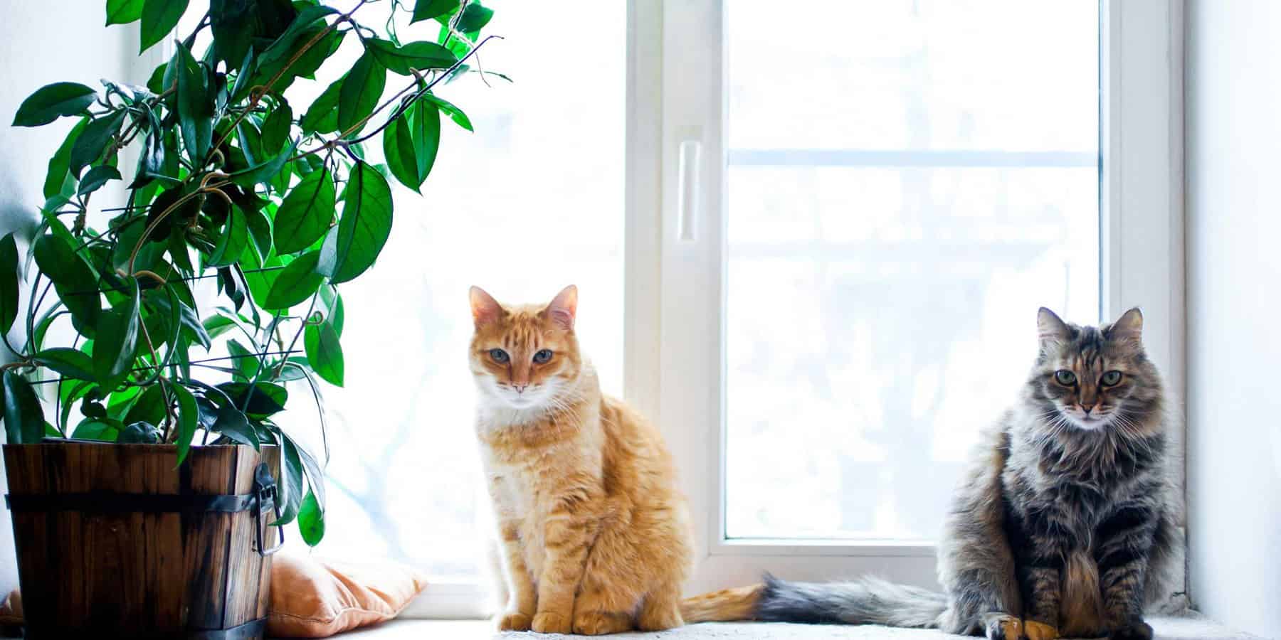 Featured image for “Pet-Friendly Paradise: A Guide to Pet-Safe House Plants”