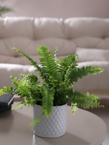 A boston fern on a coffee table in a white pot. The background image of a couch is blurred.