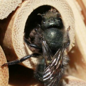 A mason bee enters a tube for nesting