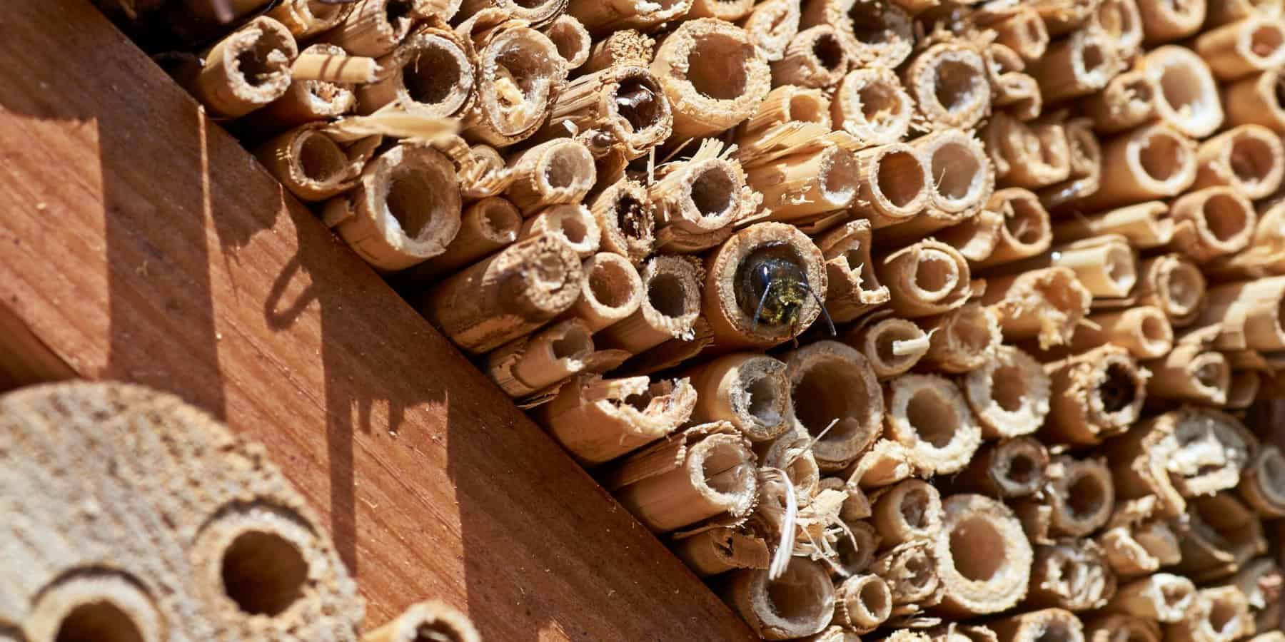 Featured image for “Enhance Garden Productivity with Mason Bees”