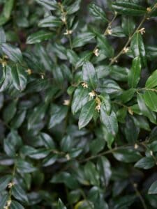 A close up of Sarcococca humilis with glossy green leaves