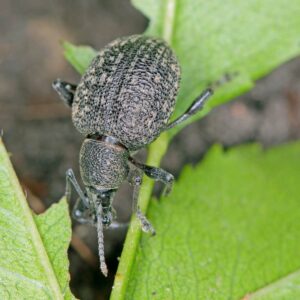 An adult root weevil