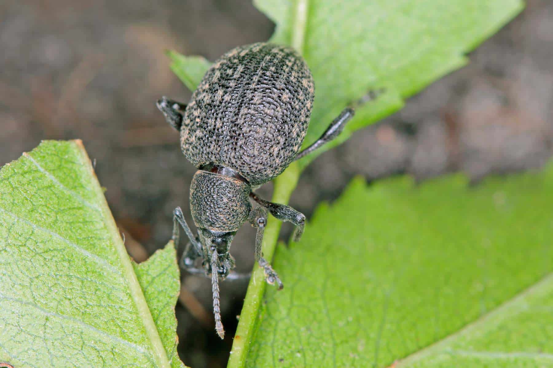 Featured image for “Weevilution: Root Weevil Predatory Nematodes”
